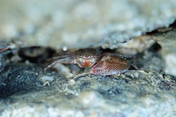 Retrato de um caranguejo vermelho — Fotografia de Stock