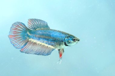 Bir sivrisineğe yaklaş.