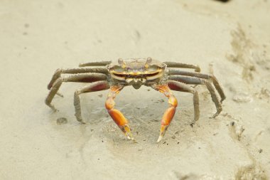 Portrait of a Spider Crab clipart