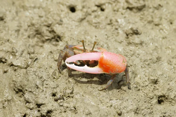 Retrato de um caranguejo vermelho Fiddler — Fotografia de Stock