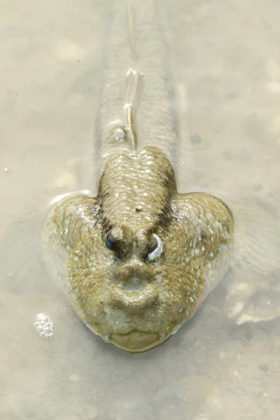 Porträtt av en jätte Mudskipper — Stockfoto