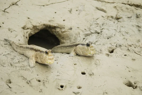 Bir dev zıpzıpı portresi