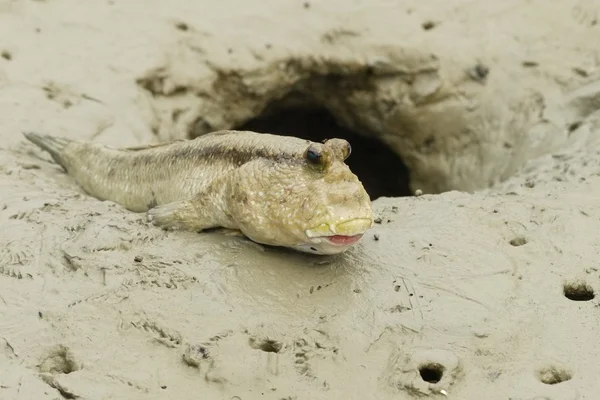 Porträt eines riesigen Mudskippers — Stockfoto