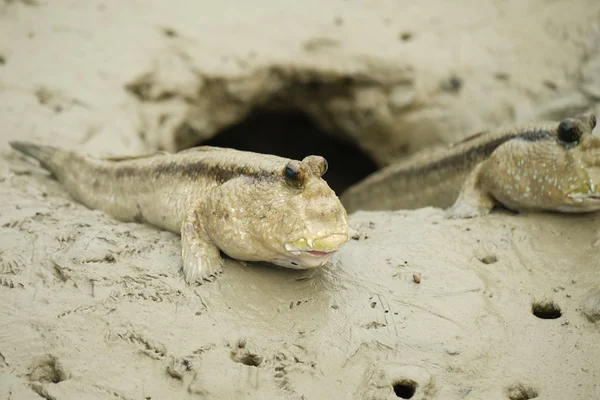 Retrato de um gigante Mudskipper — Fotografia de Stock