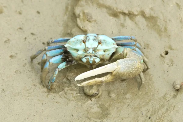 Mavi Yengeç portresi