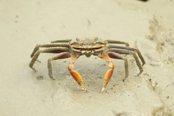 Portret van een krab spin — Stockfoto