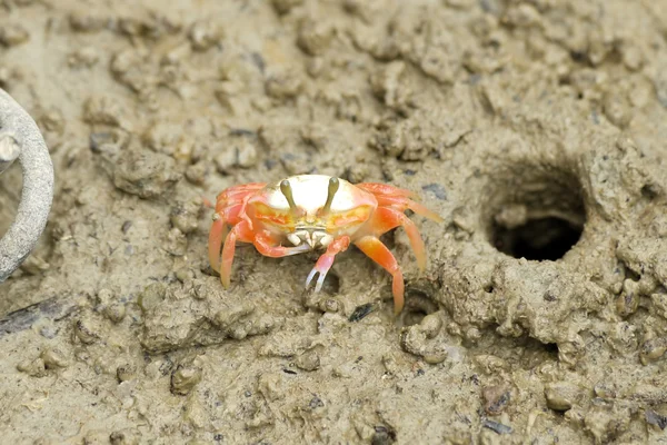 Portrait of a Young Fiddler Crab — Stock Photo, Image