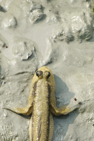 Porträt eines riesigen Mudskippers — Stockfoto