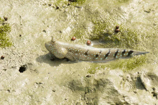 Ritratto di un gigante Mudskipper — Foto Stock