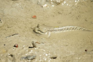 Bir mavi benekli çamur Kaptan portresi