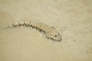 Bir mavi benekli çamur Kaptan portresi