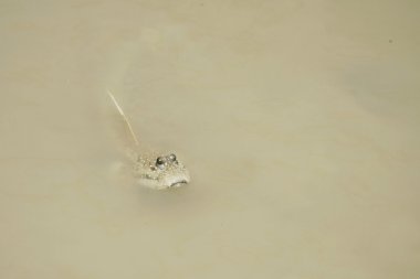 Bir mavi benekli çamur Kaptan portresi