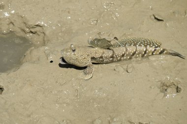 Bir mavi benekli çamur Kaptan portresi