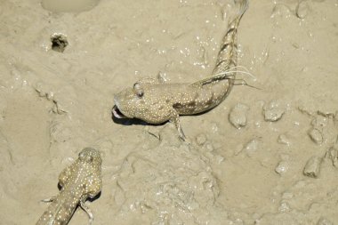 Bir mavi benekli çamur Kaptan portresi