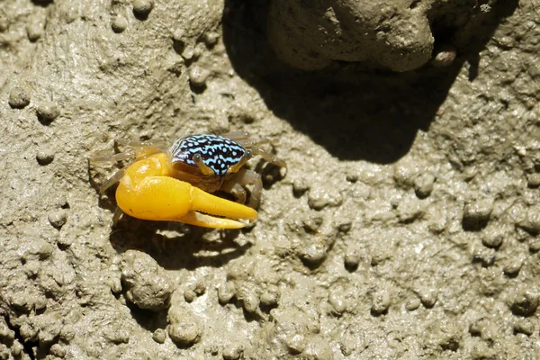 Um caranguejo azul Fiddler — Fotografia de Stock