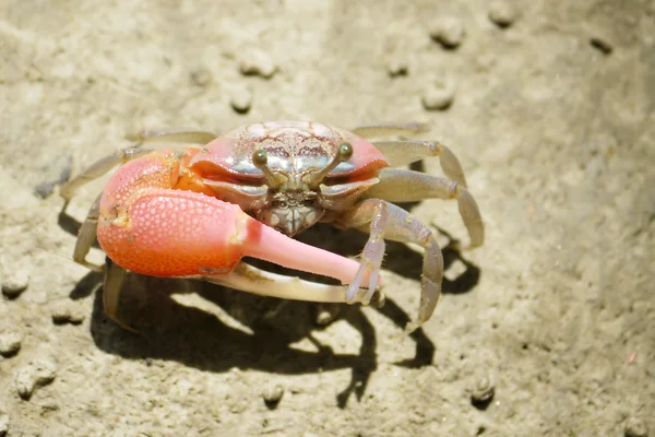 Kırmızı bir kemancı Yengeç