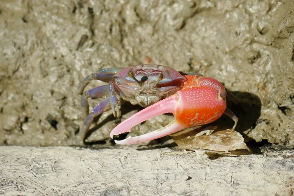 Un crabe violoneux rouge — Photo