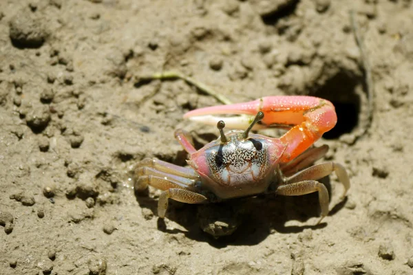 Un crabe violoneux rouge — Photo