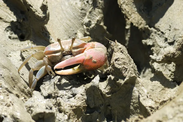 Un crabe violoneux rouge — Photo