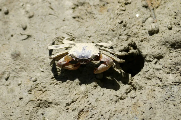 Retrato de um caranguejo-aranha — Fotografia de Stock