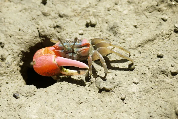 Eine rote Geiger-Krabbe — Stockfoto