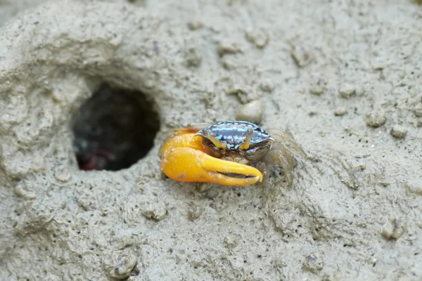 A Blue Fiddler Crab — Stock Photo, Image