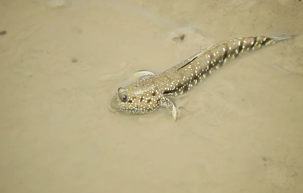 Retrato de un patrón de barro manchado azul — Foto de Stock