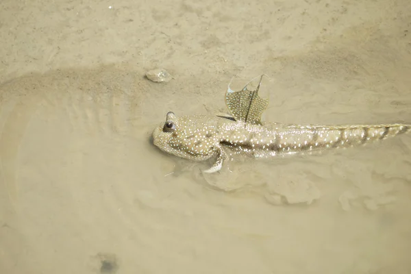 Portrait of a Blue Spotted Mud Skipper — Stock Photo, Image