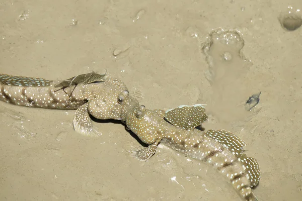 Porträt eines blau gefleckten Schlammkapitäns — Stockfoto