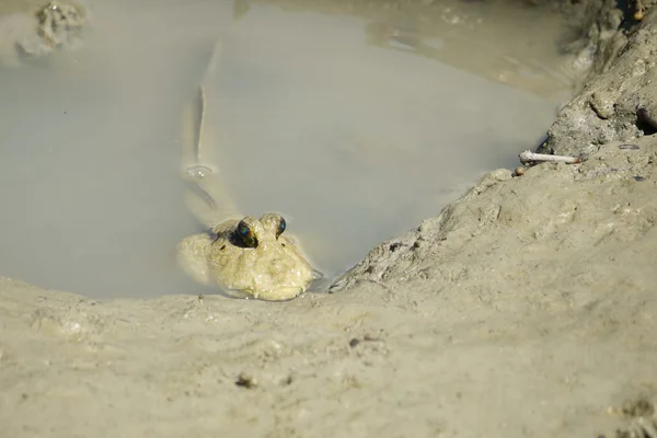 Portrait of a Giant Mudskipper — Stock Photo, Image