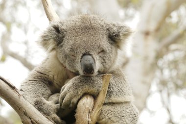 Bir Koala ayı portresi