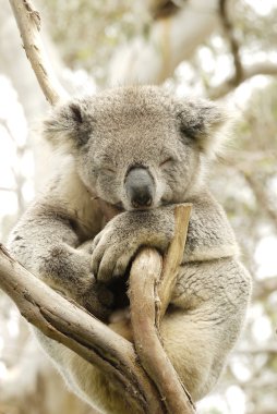 Bir Koala ayı portresi