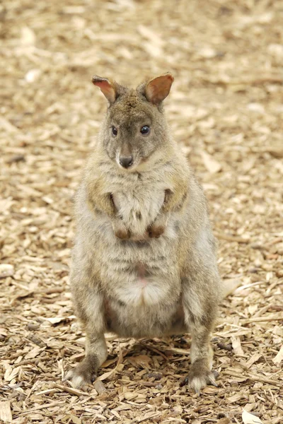 Portret kangur — Zdjęcie stockowe