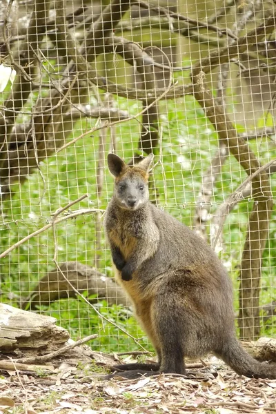 Portret van een kangoeroe — Stockfoto