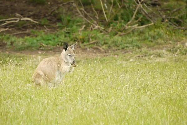 Retrato de un canguro — Foto de Stock