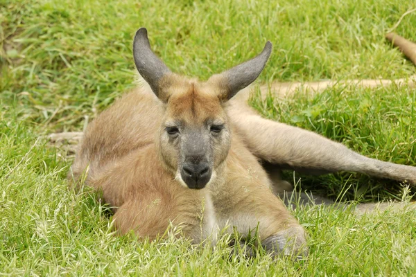 Portret kangur — Zdjęcie stockowe