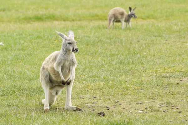 Portret van een kangoeroe — Stockfoto