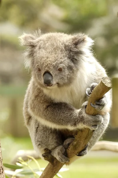 Ritratto di un orso Koala — Foto Stock