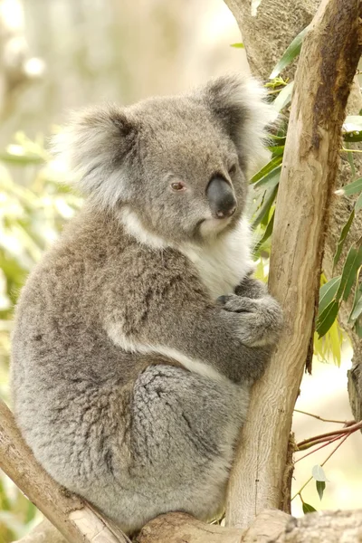 Retrato de un oso de Koala — Foto de Stock