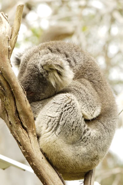 Portret van een beer Koala — Stockfoto