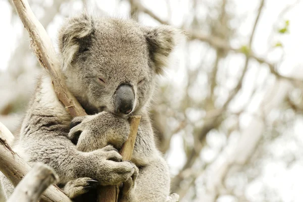 Retrato de un oso de Koala — Foto de Stock
