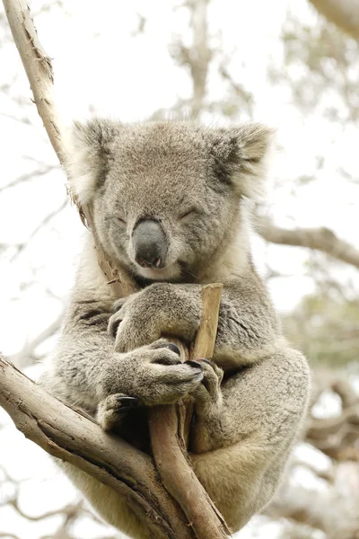 Ritratto di un orso Koala — Foto Stock