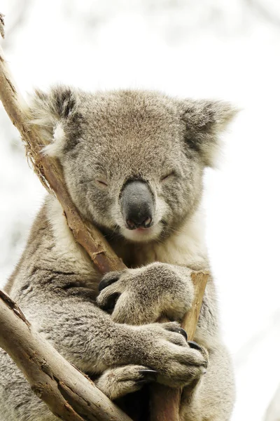 Ritratto di un orso Koala — Foto Stock