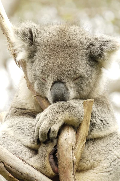 Ritratto di un orso Koala — Foto Stock