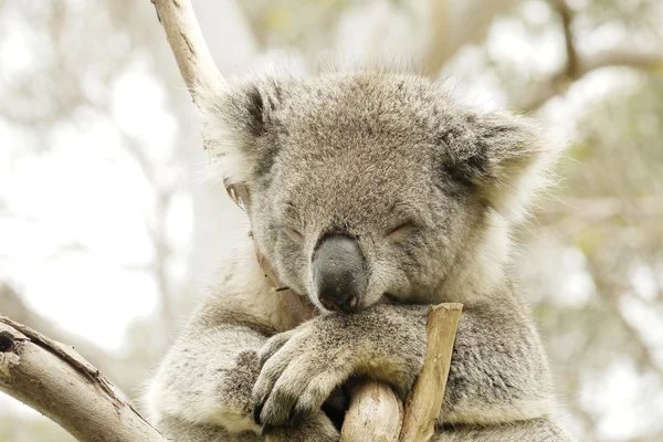 Portret to miś Koala — Zdjęcie stockowe