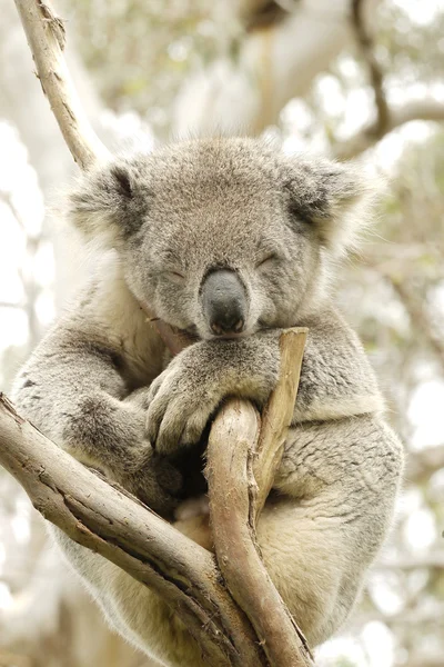 Ritratto di un orso Koala — Foto Stock