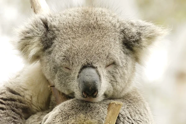 Ritratto di un orso Koala — Foto Stock