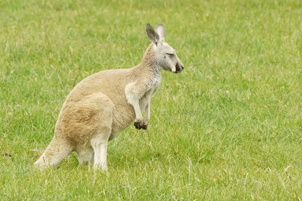 Retrato de um canguru Fotografia De Stock