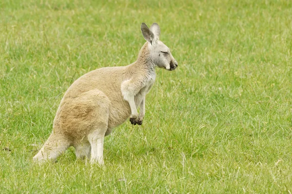 カンガルーの肖像画 ストック写真