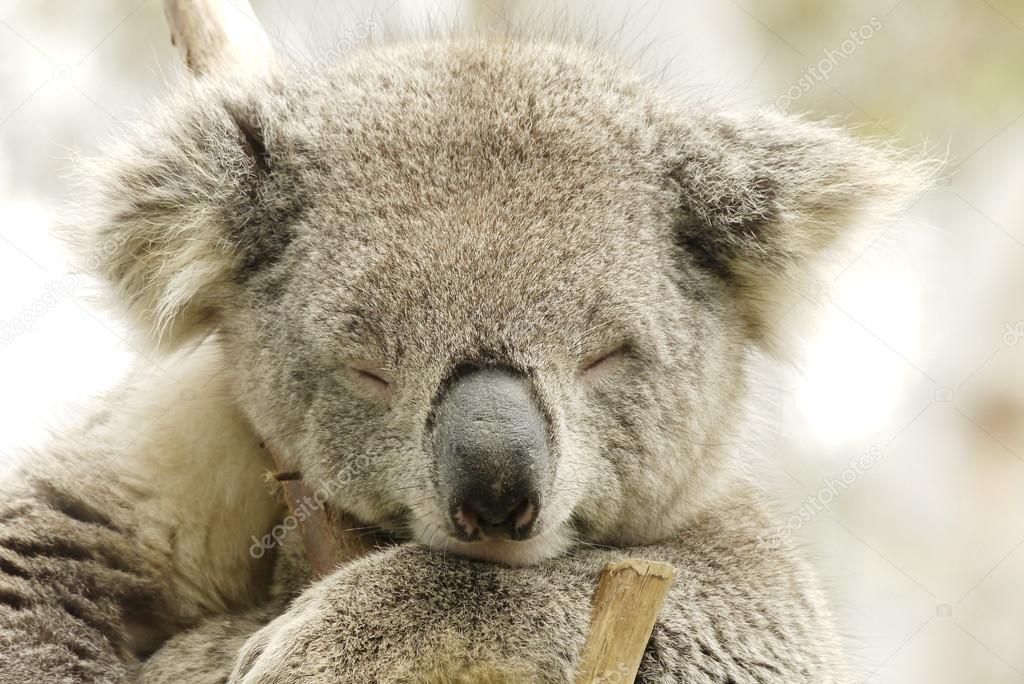 Portrait of a Koala Bear